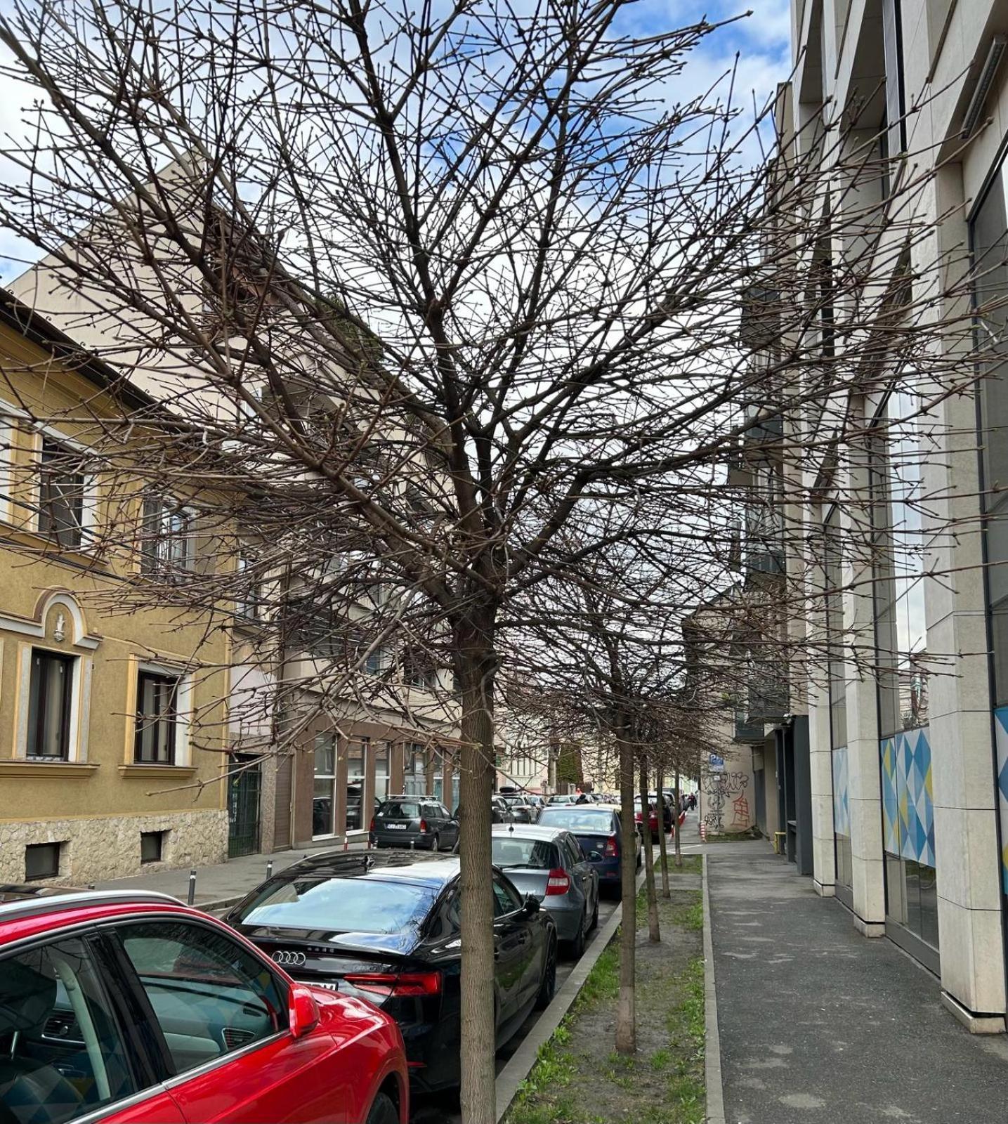 Central Cosy Apartment Cluj-Napoca Eksteriør bilde